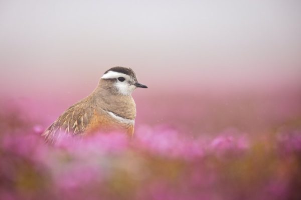Dotterel In A Pink Setting Poster